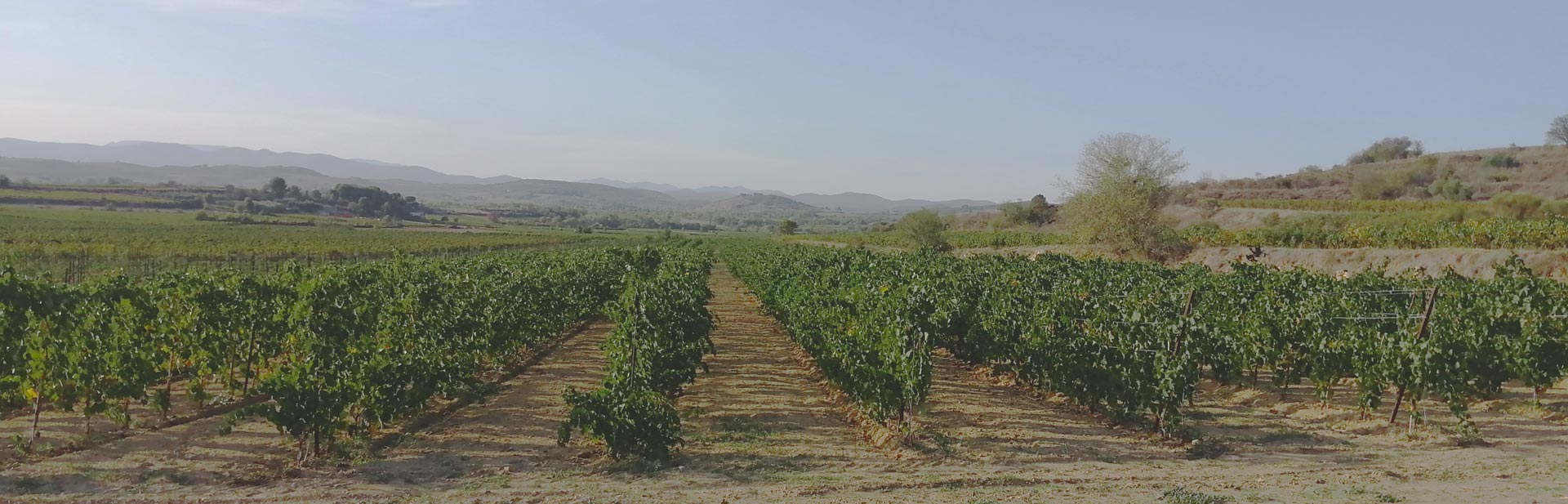 une parcelle du cépage Floréal blanc résistant du domaine desmaillé - développement durable et passion du producteur de vins
